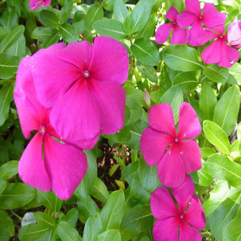 Periwinkle Purple -SEASONALS - Premium SEASONALS from Plantparadise - Just $530.00! Shop now at Plantparadise