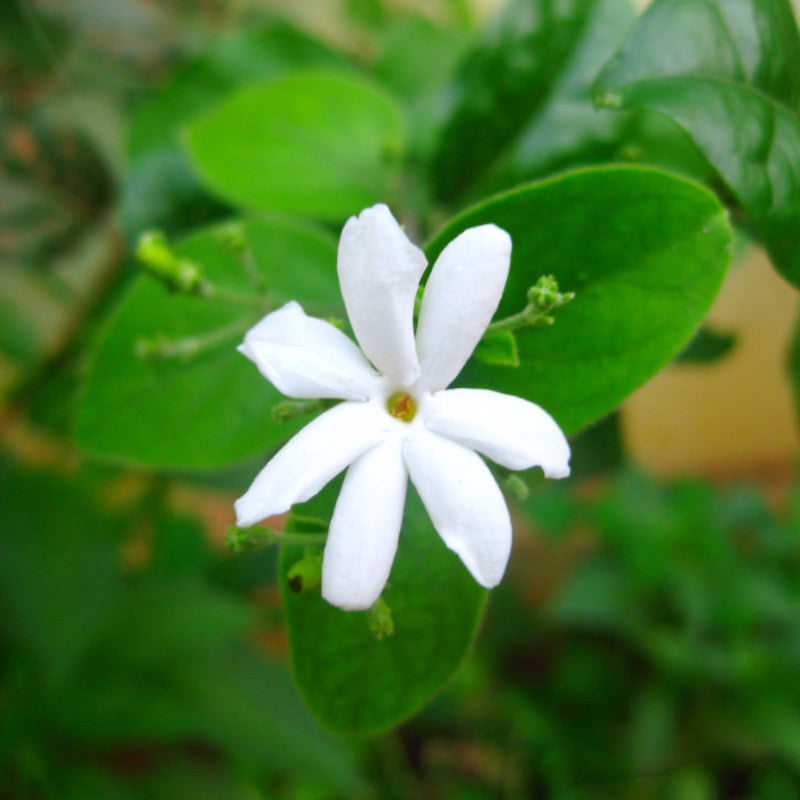 Juhi/Jasminum Auriculatum - Creepers & Climbers - Premium Creepers & Climbers from Plantparadise - Just $640.00! Shop now at Plantparadise