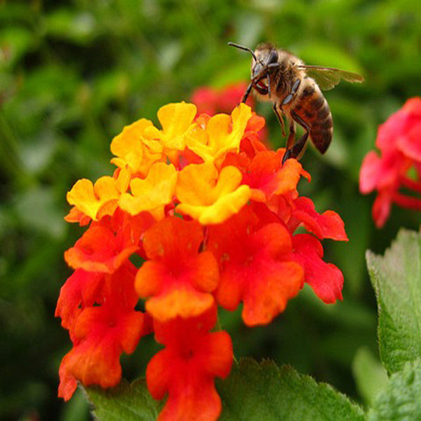 Lantana Red- Flowering Shrubs - Premium Flowering Shrubs from Plantparadise - Just $450.00! Shop now at Plantparadise