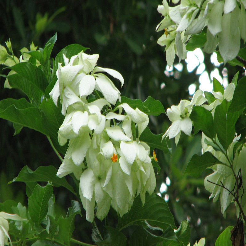 Mussaenda White - Flowering Shrubs - Premium Flowering Shrubs from Plantparadise - Just $720.00! Shop now at Plantparadise