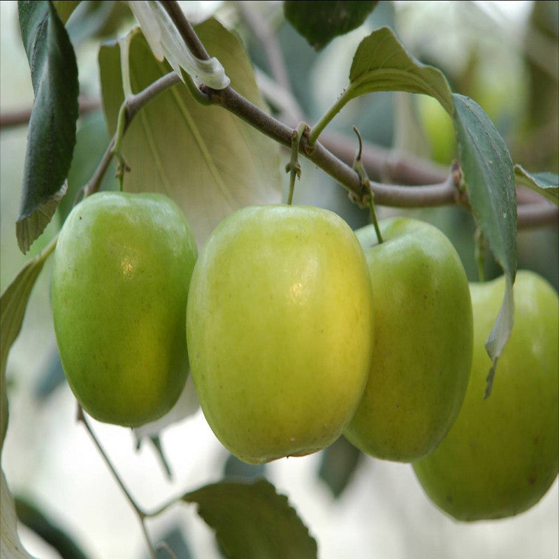 Indian Jujube Apple(Grafted) -Fruit Plants & Tree - Premium Fruit Plants & Tree from Plantparadise - Just $470.00! Shop now at Plantparadise