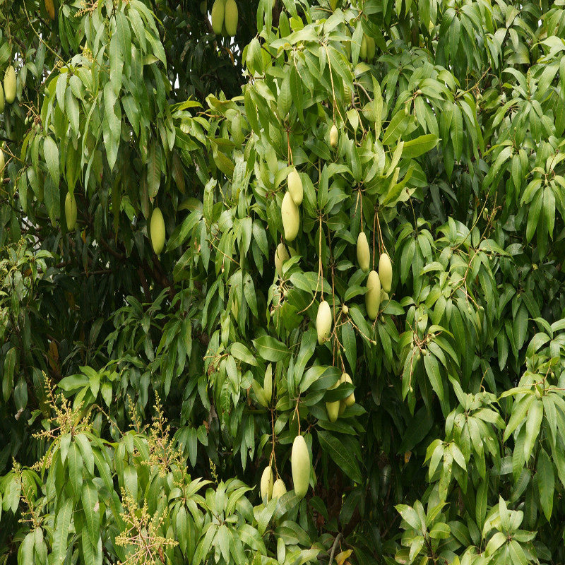 Mango Mallika(Grafted)- Fruit Plants & Tree - Premium Fruit Plants & Tree from Plantparadise - Just $450.0! Shop now at Plantparadise