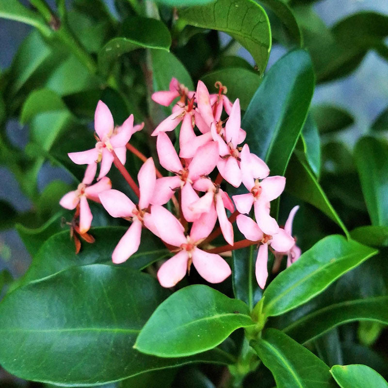 Ixora Mini Dwarf Pink - Flowering Plants - Premium Flowering Shrubs from Plantparadise - Just $340.0! Shop now at Plantparadise
