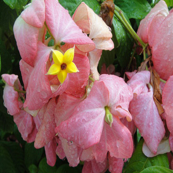 Mussaenda Pink - Flowering Shrubs - Premium Flowering Shrubs from Plantparadise - Just $685.00! Shop now at Plantparadise