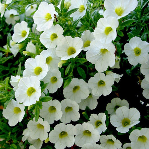 Petunia White - SEASONALS - Premium SEASONALS from Plantparadise - Just $285.00! Shop now at Plantparadise