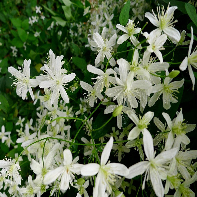 Clematis gourian - Creepers & Climbers - Premium Creepers & Climbers from Plantparadise - Just $665.00! Shop now at Plantparadise