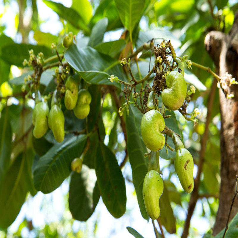 Cashew Nut Tree(Grafted)-Fruit Plants & Tree - Premium Fruit Plants & Tree from Plantparadise - Just $750.00! Shop now at Plantparadise