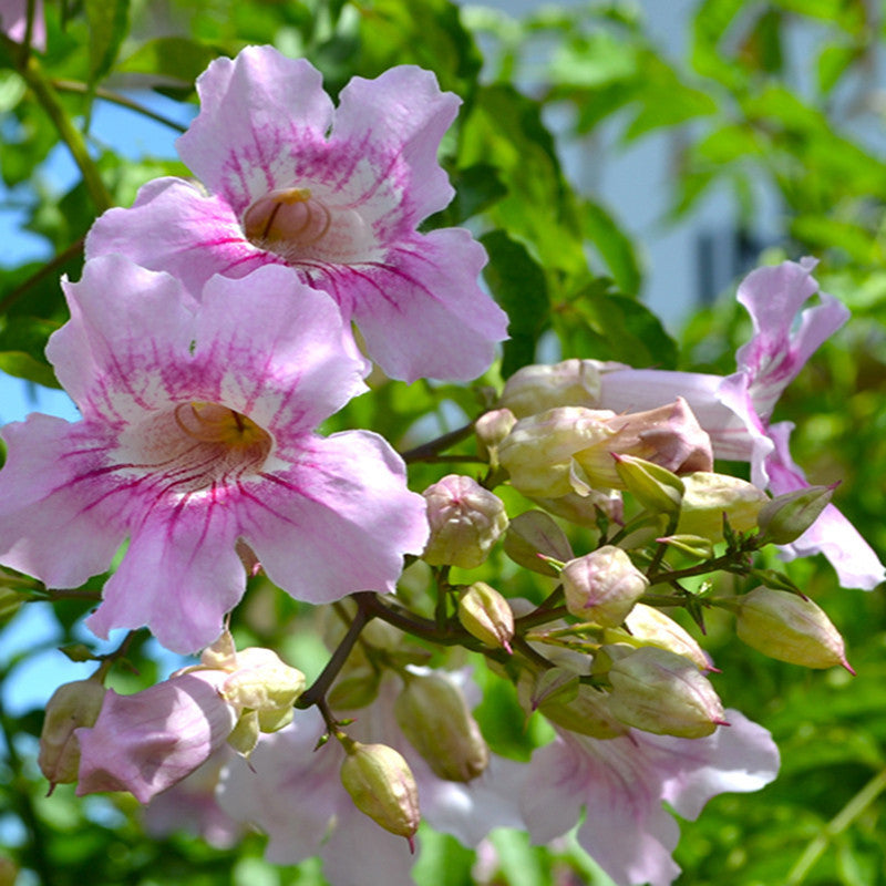Tecoma Climber Pink - Creepers & Climbers - Premium Creepers & Climbers from Plantparadise - Just $650.00! Shop now at Plantparadise