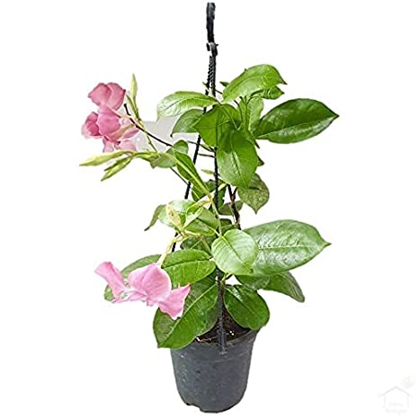 Mandevilla Flower Plants - Premium Flowering Plants from Plantparadise - Just $349.00! Shop now at Plantparadise