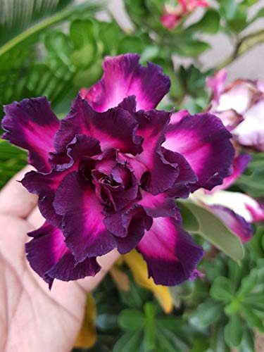 Adenium  violet colour Plant (Grafted) - Premium Flowering Plants from Plantparadise - Just $299.00! Shop now at Plantparadise