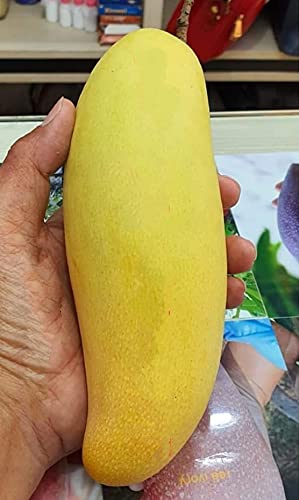 Banana Mango Fruit Plant - Premium Fruit Plants from Plantparadise - Just $799.0! Shop now at Plantparadise