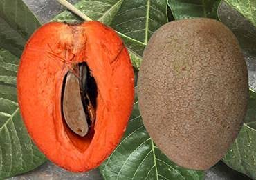 Red Sapota - Premium Fruit Plants from Plantparadise - Just $1990.00! Shop now at Plantparadise