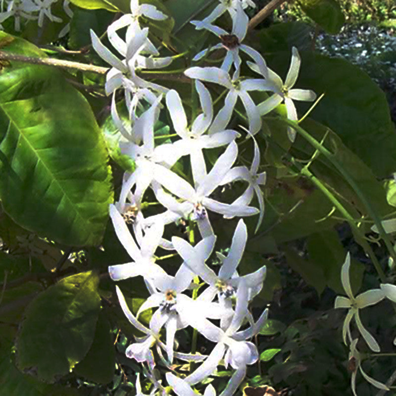 Petrea White - Creepers & Climbers|"Climbing Clouds: Petrea White and the Art of Vertical Beauty" - Premium Creepers & Climbers from Plantparadise - Just $640! Shop now at Plantparadise