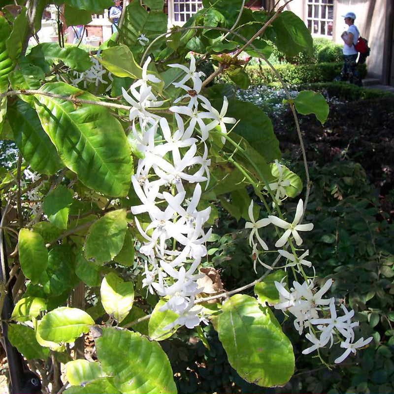 Petrea White - Creepers & Climbers|"Climbing Clouds: Petrea White and the Art of Vertical Beauty" - Premium Creepers & Climbers from Plantparadise - Just $640! Shop now at Plantparadise