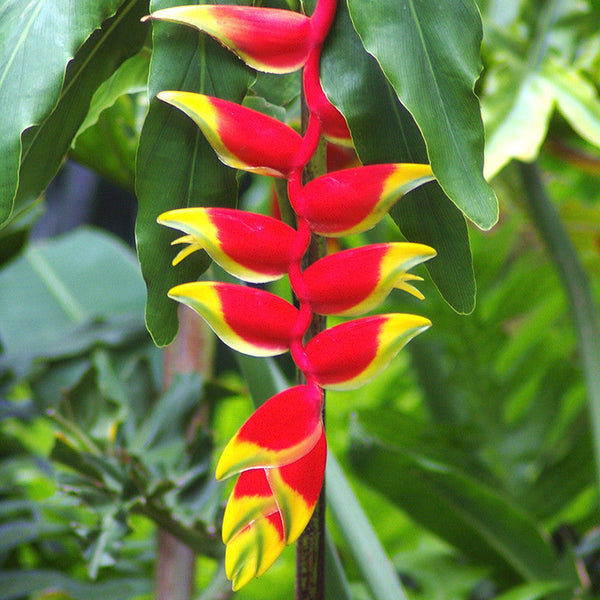 Heliconia Rostrata - Flowering Plants - Premium Flowering Shrubs from Plantparadise - Just $705.00! Shop now at Plantparadise