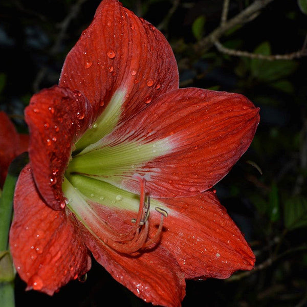 Amaryllis Lily Red - Flowering Plants - Premium Flowering Bulb from Plantparadise - Just $400.00! Shop now at Plantparadise