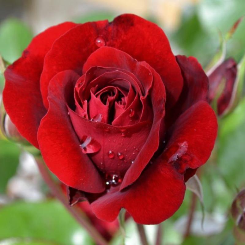 Maroon Rose - Flowering Plants - Premium Flowering Plants from Plantparadise - Just $299.0! Shop now at Plantparadise