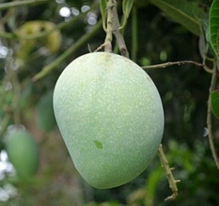 Aswina Mango Plant (Grafted) - Premium Fruit Plants from Plantparadise - Just $450.00! Shop now at Plantparadise