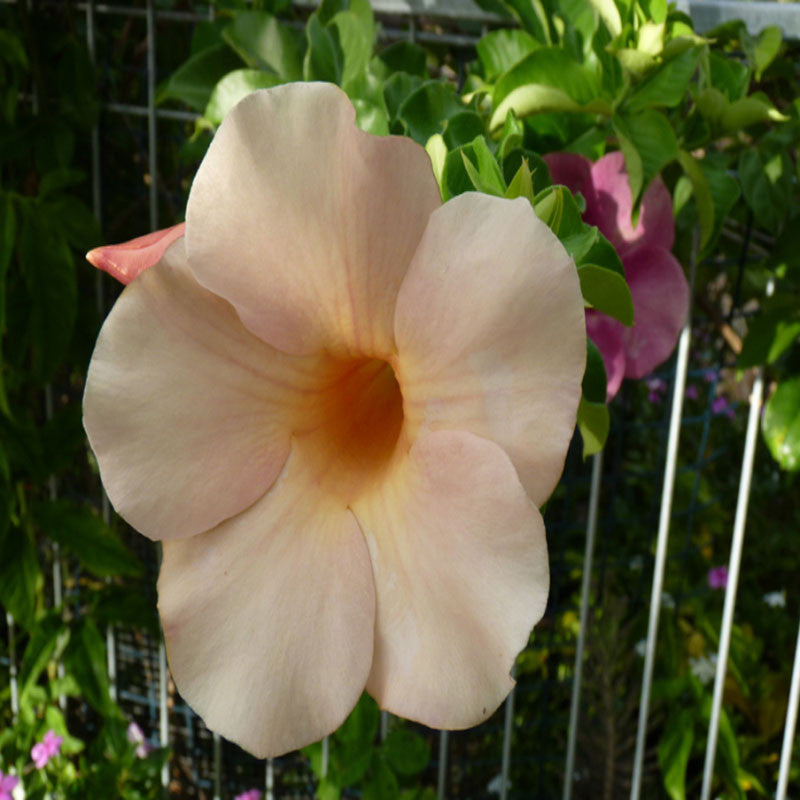 Allamanda biscuit - Flowering Plants - Premium Flowering Shrubs from Plantparadise - Just $565.00! Shop now at Plantparadise