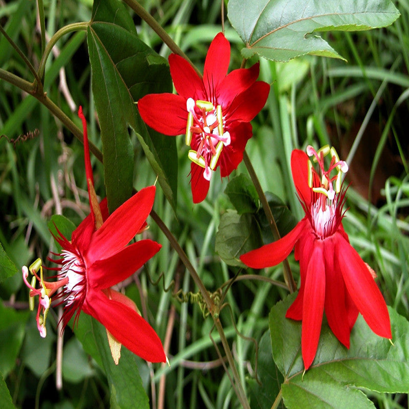 Scarlet Passion Flower red- Creepers & Climbers - Premium Creepers & Climbers from Plantparadise - Just $625.00! Shop now at Plantparadise
