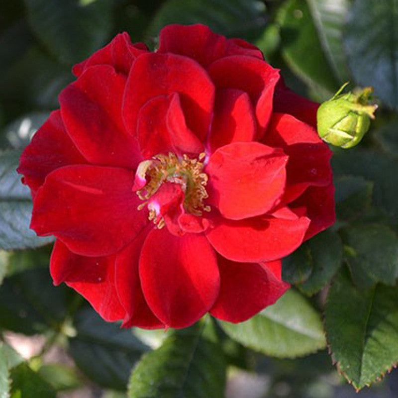 Rosa Hybrida Dwarf Red - Flowering Plants|"Petite Passion: Exploring the Beauty of Dwarf Red Rosa Hybrida" - Premium Flowering Plants from Plantparadise - Just $550! Shop now at Plantparadise