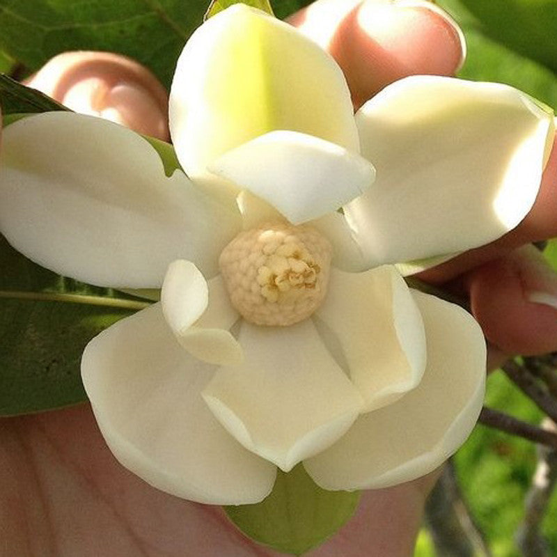 Magnolia Dwarf Coco - Flowering Shrubs - Premium Flowering Shrubs from Plantparadise - Just $649! Shop now at Plantparadise