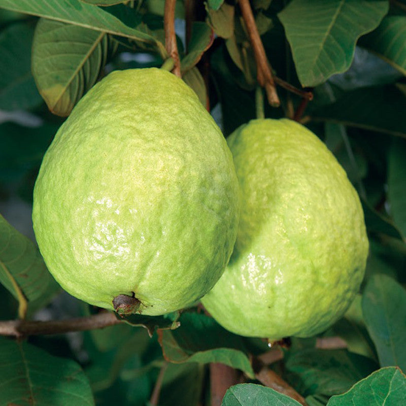 thumbnail image 2 of Rare Giant Guava Fruit Tree Seeds - 10 Fresh Seeds From USA Seller 2 of 6