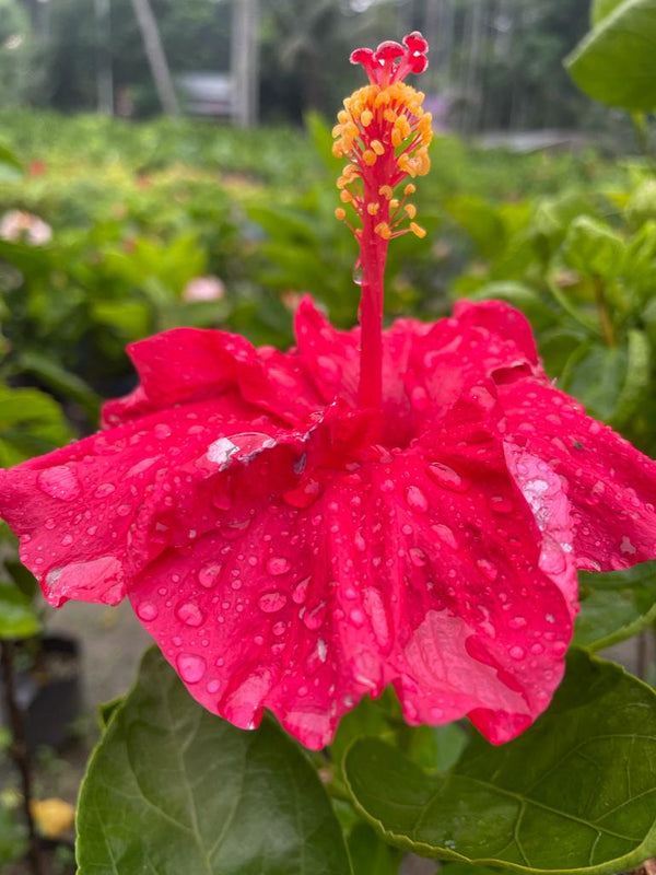 Hibiscus Plant - Premium Flowering Plants from Plantparadise - Just $325.0! Shop now at Plantparadise