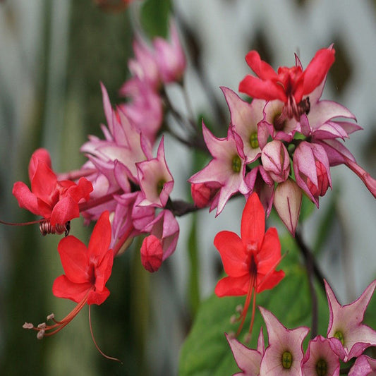 Bleeding Heart Vine Red - Creepers & Climbers - Premium Creepers & Climbers from Plantparadise - Just $425.0! Shop now at Plantparadise