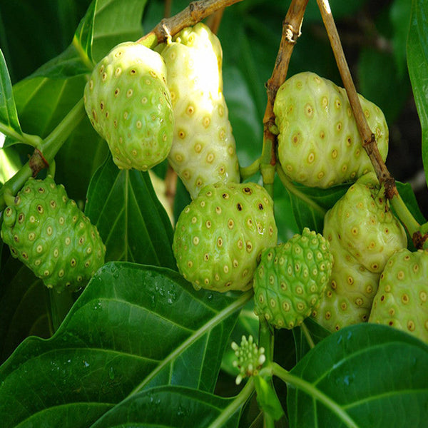 Noni/cheese fruit - Fruit Plants & Tree - Premium Fruit Plants & Tree from plantparadise - Just $640! Shop now at Plantparadise