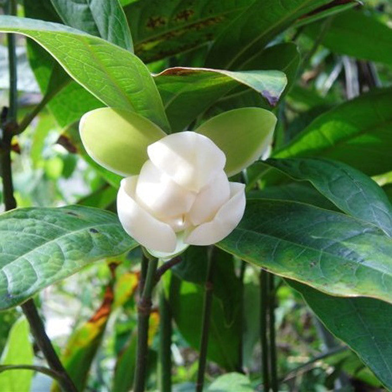 Magnolia Dwarf Coco - Flowering Shrubs - Premium Flowering Shrubs from Plantparadise - Just $649! Shop now at Plantparadise