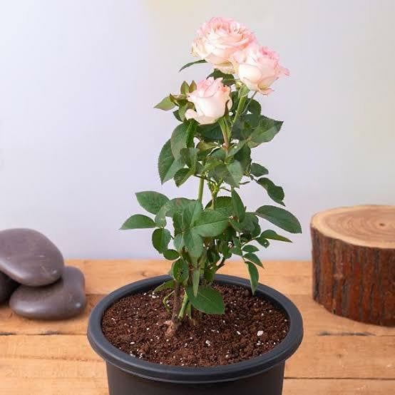 Rose Plant - Premium Flowering Plants from Plantparadise - Just $299.0! Shop now at Plantparadise