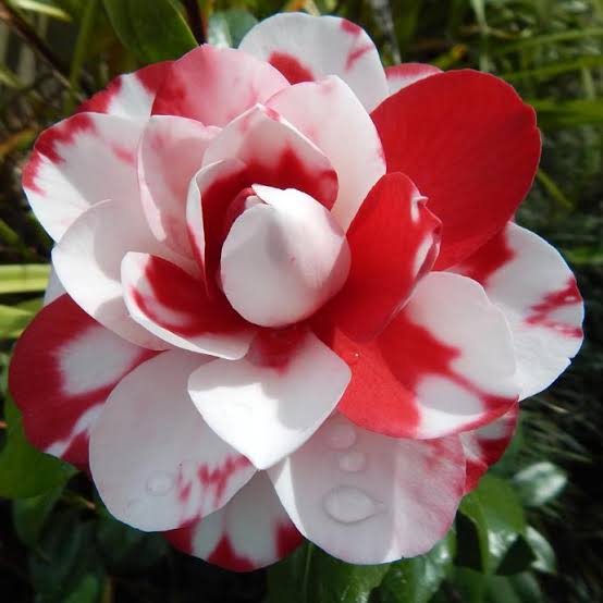 Camelia Flower Plant - Premium Flowering Shrubs from Plantparadise - Just $399.00! Shop now at Plantparadise