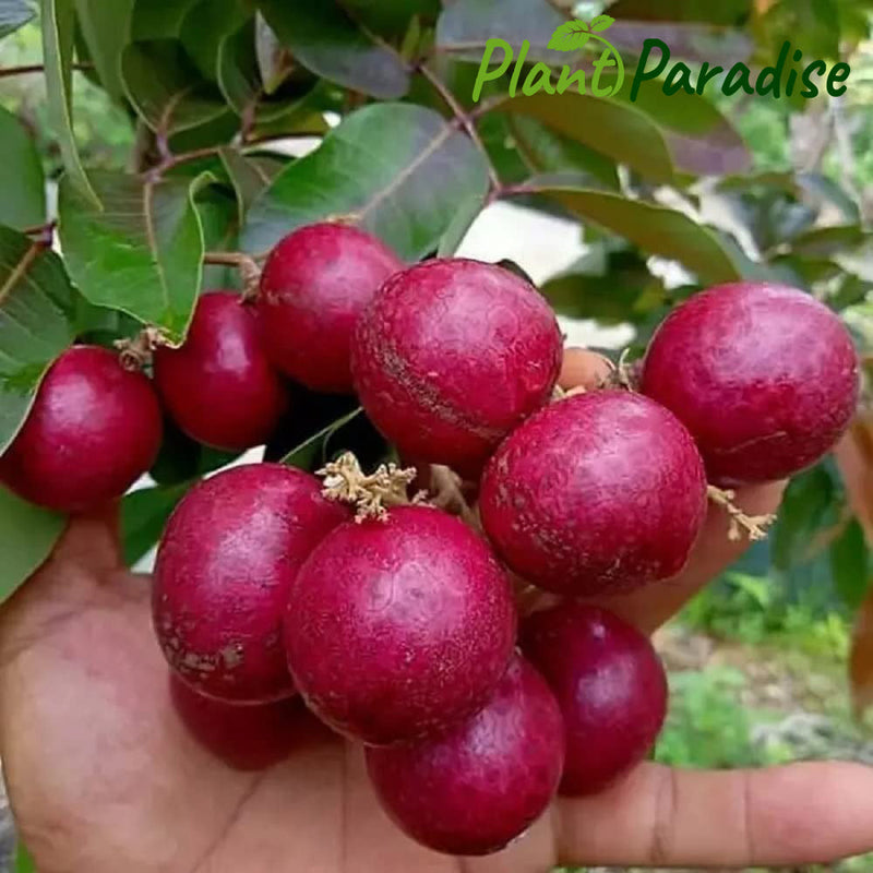 Rubi Longan Fruit Plant - Premium Fruit Plants & Tree from Plantparadise - Just $3699.00! Shop now at Plantparadise