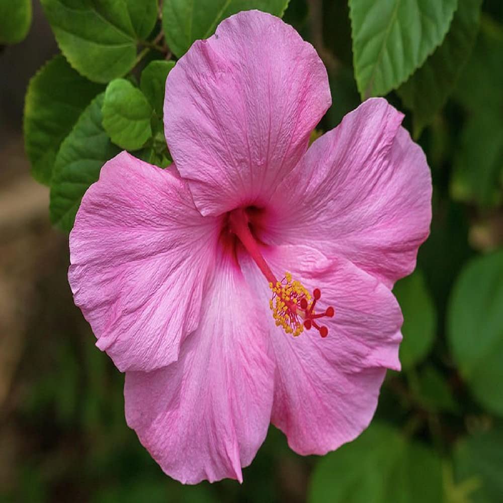 American Hibiscus Plants | Best Price in 2023 at Plantparadise