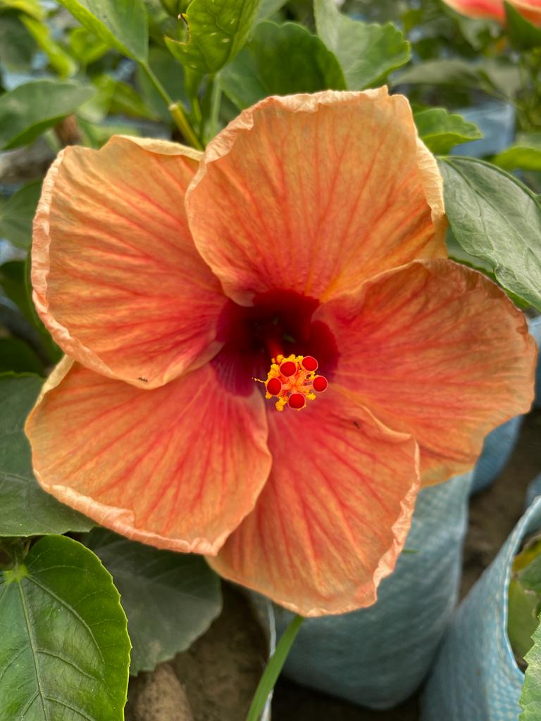 Hibiscus plant - Premium Flowering Plants from Plantparadise - Just $299.0! Shop now at Plantparadise