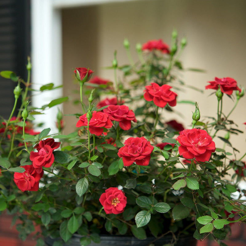 Rosa Hybrida Dwarf Red - Flowering Plants|"Petite Passion: Exploring the Beauty of Dwarf Red Rosa Hybrida" - Premium Flowering Plants from Plantparadise - Just $550! Shop now at Plantparadise