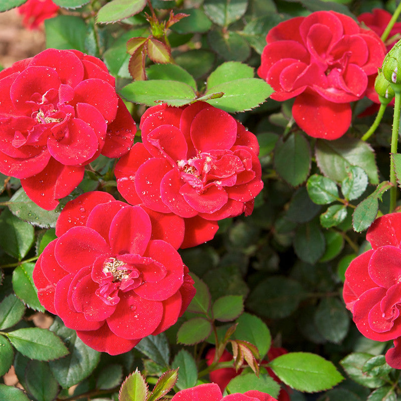 Rosa Hybrida Dwarf Red - Flowering Plants|"Petite Passion: Exploring the Beauty of Dwarf Red Rosa Hybrida" - Premium Flowering Plants from Plantparadise - Just $550! Shop now at Plantparadise