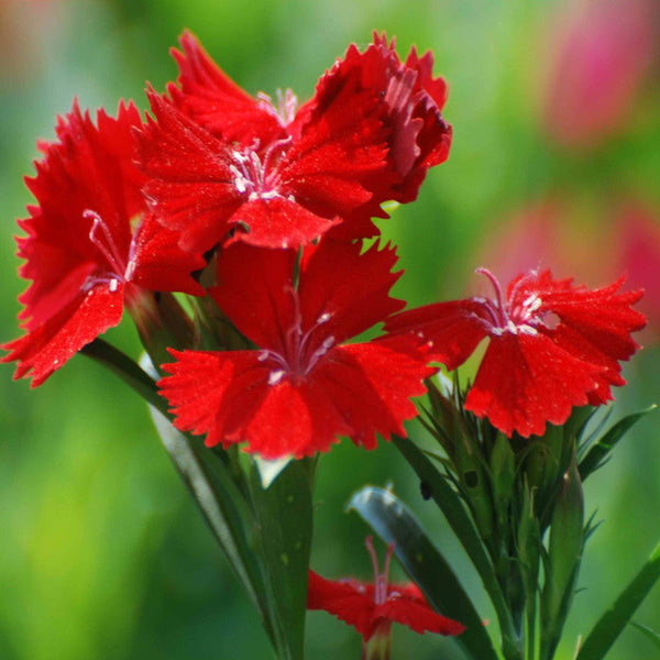 Dianthus Red - SEASONALS|Summer Dianthus Red|Dianthus Red Beauty - Premium SEASONALS from Plantparadise - Just $381! Shop now at Plantparadise