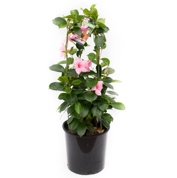 Mandevilla Flower Plants - Premium Flowering Plants from Plantparadise - Just $349.00! Shop now at Plantparadise