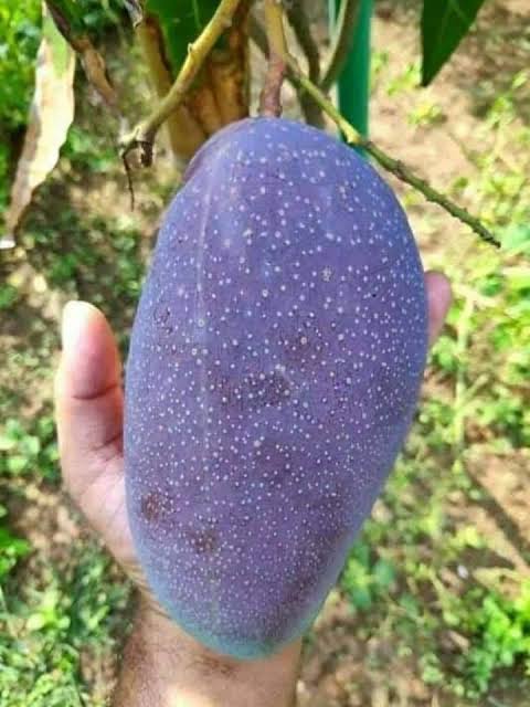 Black stone mango Fruit Plant - Premium Fruit Plants & Tree from Plantparadise - Just $699.0! Shop now at Plantparadise