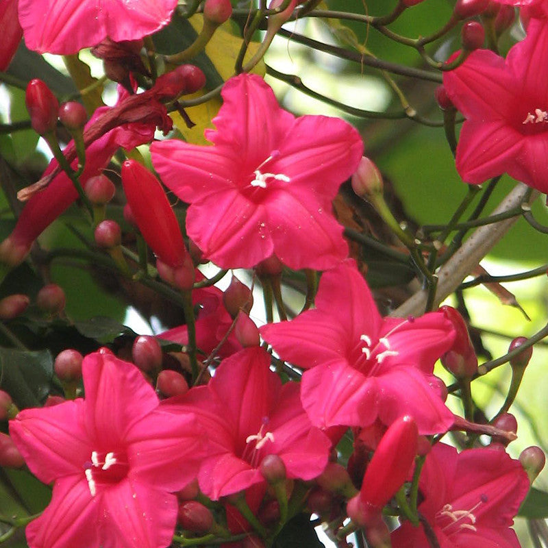 Cardinal Creeper(Ipomoea Horsfalliae) - Creepers & Climbers - Premium Creepers & Climbers from Plantparadise - Just $975.00! Shop now at Plantparadise