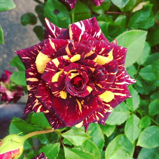 Abracadabra Rose Plant - Premium Flowering Plants from Plantparadise - Just $299.0! Shop now at Plantparadise