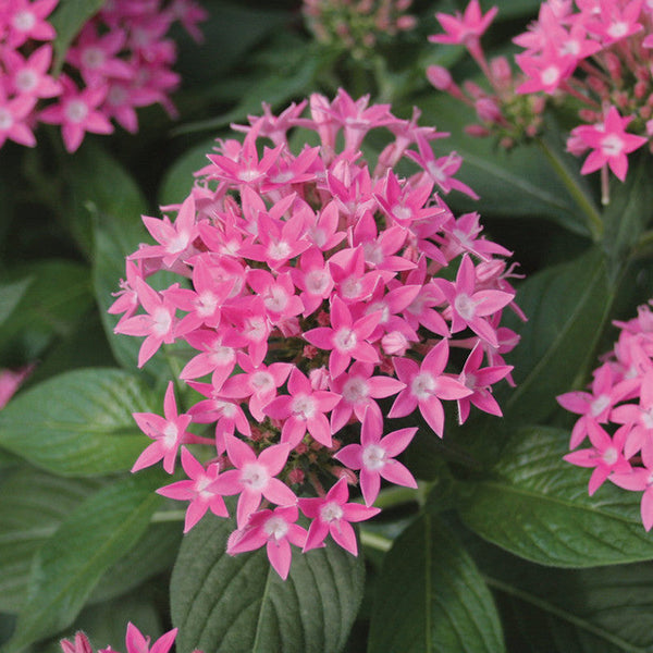 Pentas Pink - Flowering Plants - Premium Flowering Plants from Plantparadise - Just $665.00! Shop now at Plantparadise