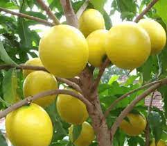 Abiu Fruit Plant | Buy Abiu Fruit Plant | Abiu Plant for Sale Online - Premium Fruit Plants & Tree from Plantparadise - Just $1750.00! Shop now at Plantparadise