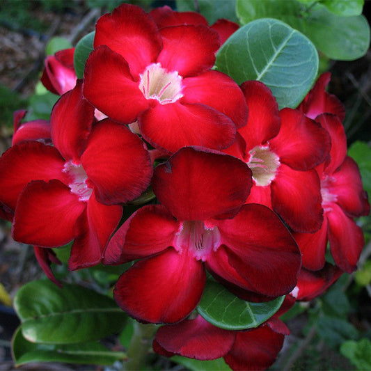 Adenium Red - Flowering Plants - Premium Flowering Plants from Plantparadise - Just $329! Shop now at Plantparadise