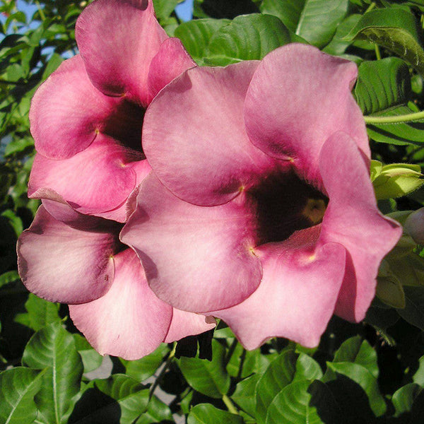 Allamanda purple/Violet - Flowering Shrubs - Premium Flowering Shrubs from Plantparadise - Just $400.00! Shop now at Plantparadise