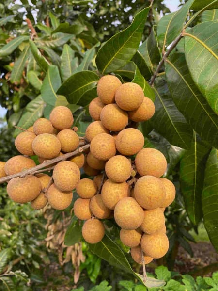 All season longan fruit trees - Premium Fruit Plants & Tree from Plantparadise - Just $11000.00! Shop now at Plantparadise