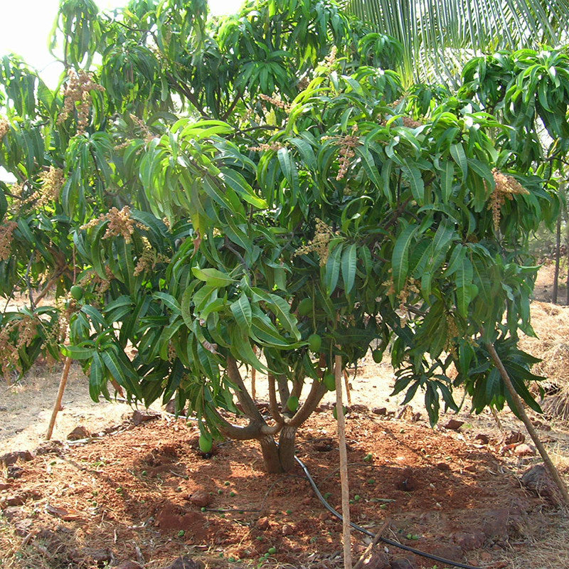 Mango Alphonso(Grafted) - Fruit Plants & Tree - Premium Fruit Plants & Tree from Plantparadise - Just $450.00! Shop now at Plantparadise
