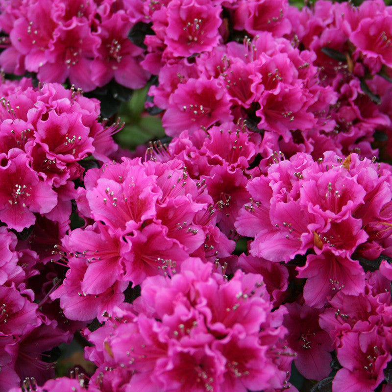 Azalea Pink - Flowering Shrubs - Premium SEASONALS from Plantparadise - Just $399.00! Shop now at Plantparadise